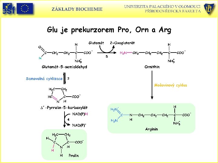 Glu je prekurzorem Pro, Orn a Arg 