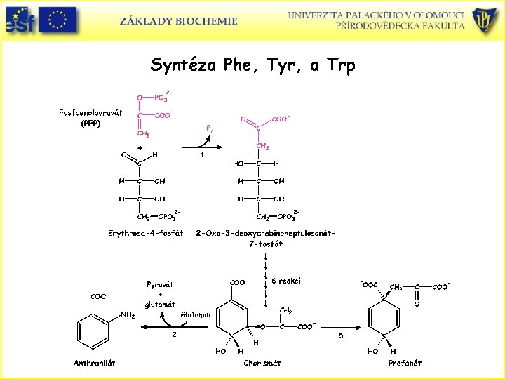 Syntéza Phe, Tyr, a Trp 