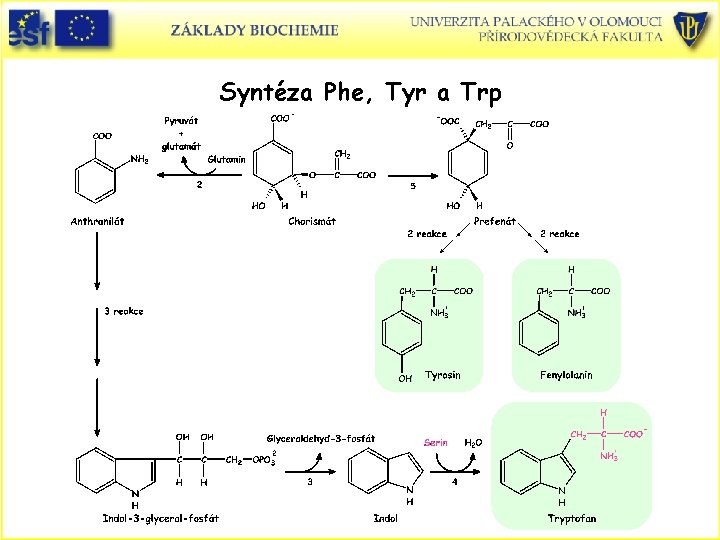 Syntéza Phe, Tyr a Trp 