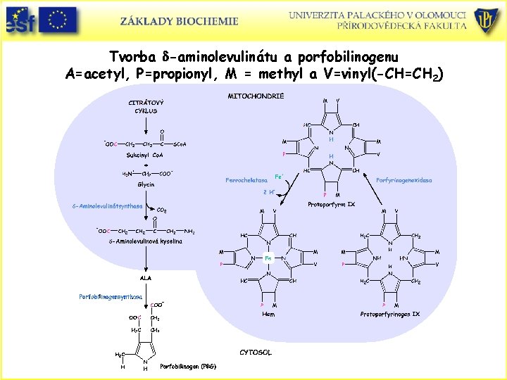 Tvorba d-aminolevulinátu a porfobilinogenu A=acetyl, P=propionyl, M = methyl a V=vinyl(-CH=CH 2) 