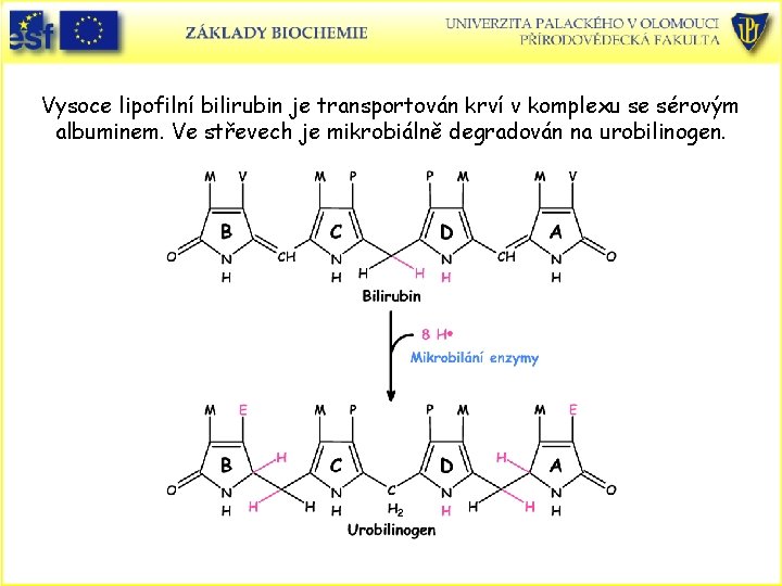 Vysoce lipofilní bilirubin je transportován krví v komplexu se sérovým albuminem. Ve střevech je