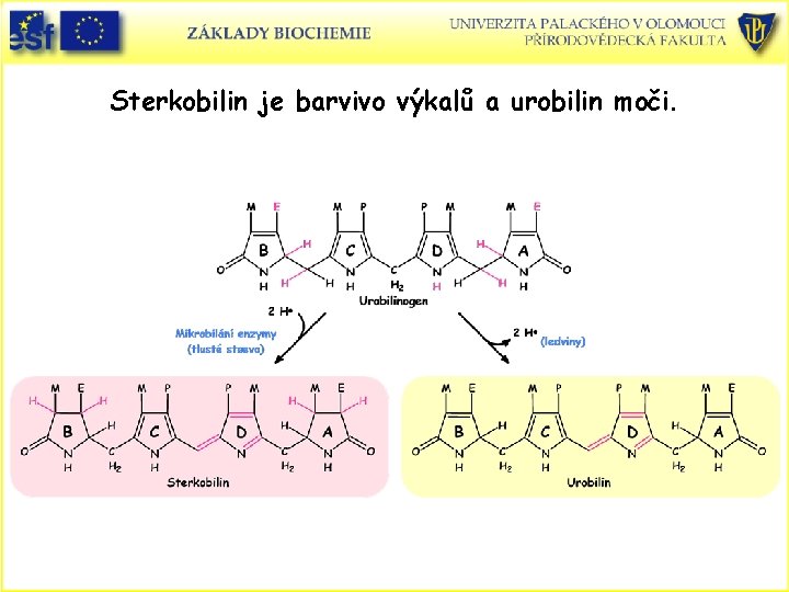 Sterkobilin je barvivo výkalů a urobilin moči. 