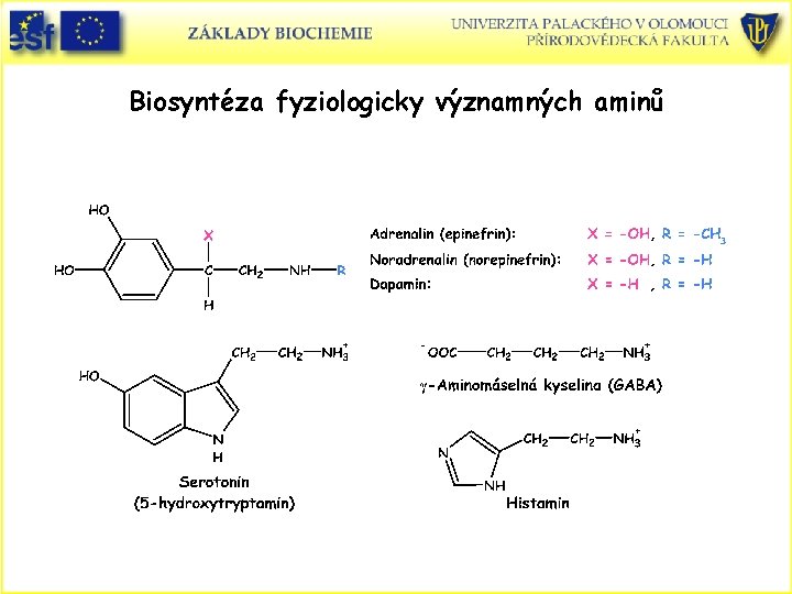 Biosyntéza fyziologicky významných aminů 