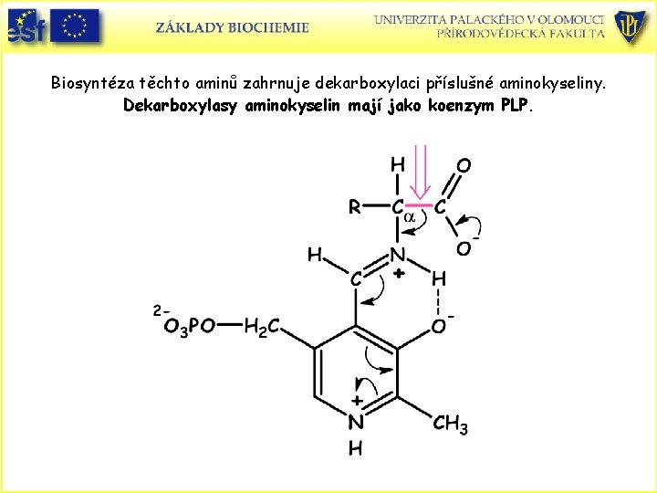 Biosyntéza těchto aminů zahrnuje dekarboxylaci příslušné aminokyseliny. Dekarboxylasy aminokyselin mají jako koenzym PLP. 