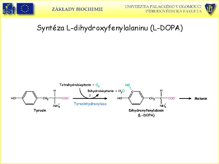 Syntéza L-dihydroxyfenylalaninu (L-DOPA) 