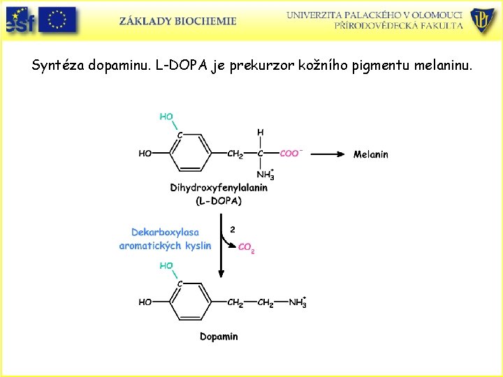 Syntéza dopaminu. L-DOPA je prekurzor kožního pigmentu melaninu. 