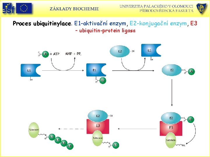 Proces ubiquitinylace. E 1 -aktivační enzym, E 2 -konjugační enzym, E 3 - ubiquitin-protein