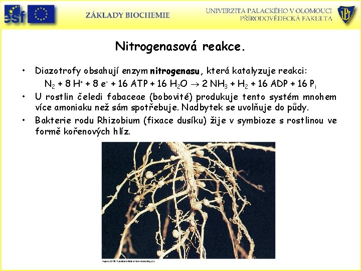 Nitrogenasová reakce. • • • Diazotrofy obsahují enzym nitrogenasu, která katalyzuje reakci: N 2