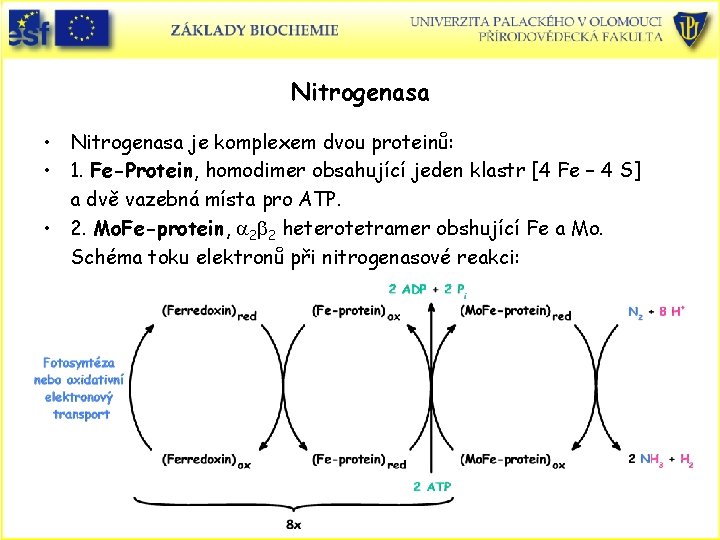 Nitrogenasa • Nitrogenasa je komplexem dvou proteinů: • 1. Fe-Protein, homodimer obsahující jeden klastr