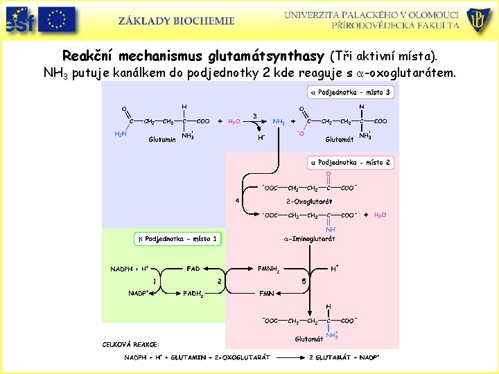 Reakční mechanismus glutamátsynthasy (Tři aktivní místa). NH 3 putuje kanálkem do podjednotky 2 kde