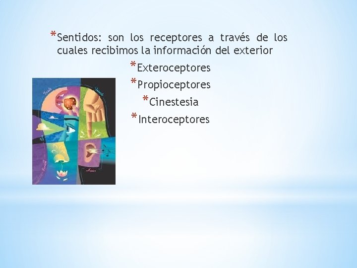 *Sentidos: son los receptores a través de los cuales recibimos la información del exterior