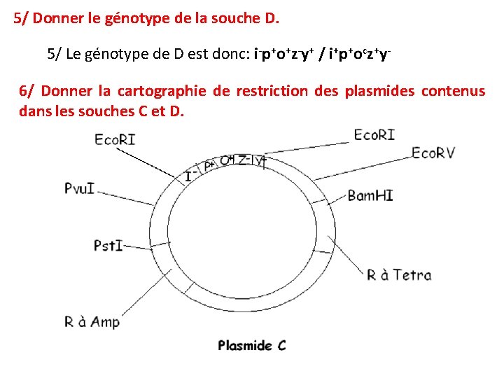 5/ Donner le génotype de la souche D. 5/ Le génotype de D est