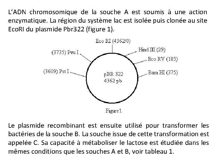 L’ADN chromosomique de la souche A est soumis à une action enzymatique. La région