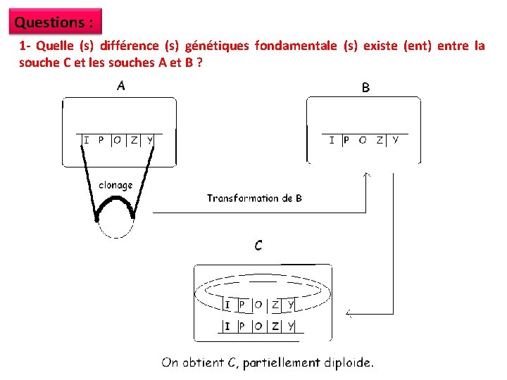 Questions : 1 - Quelle (s) différence (s) génétiques fondamentale (s) existe (ent) entre