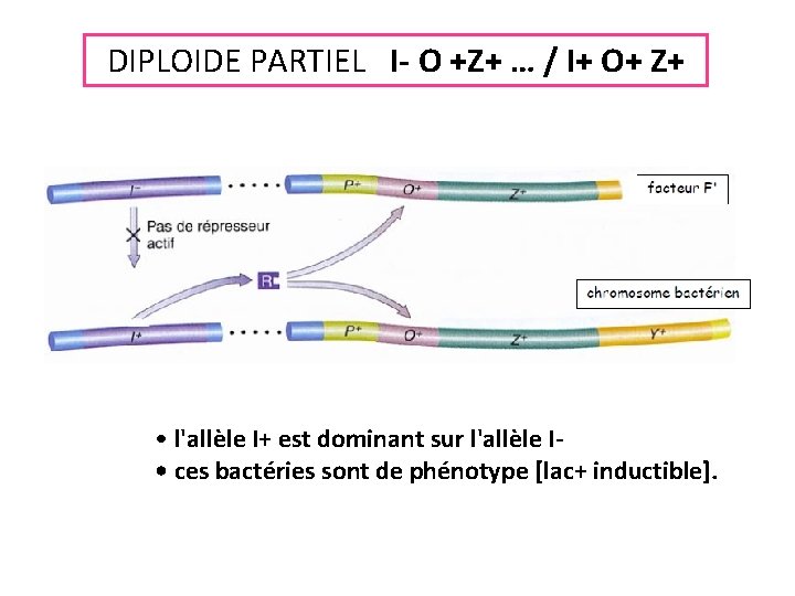 DIPLOIDE PARTIEL I- O +Z+ … / I+ O+ Z+ • l'allèle I+ est