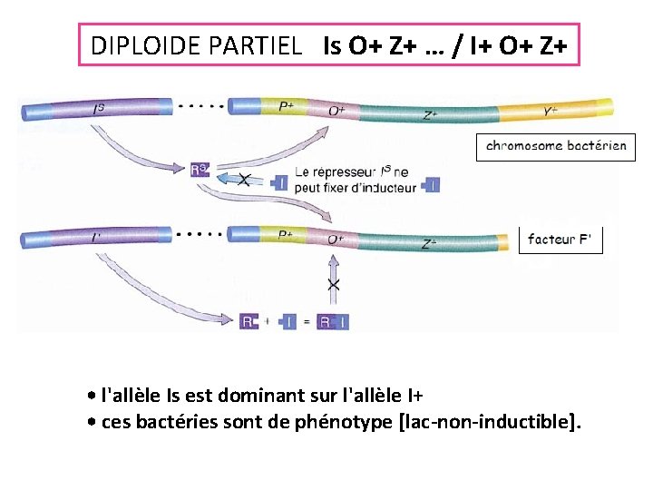 DIPLOIDE PARTIEL Is O+ Z+ … / I+ O+ Z+ • l'allèle Is est