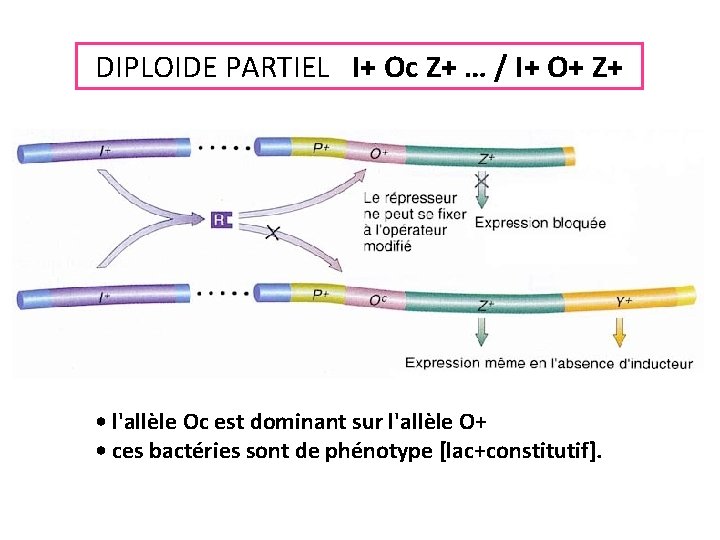 DIPLOIDE PARTIEL I+ Oc Z+ … / I+ O+ Z+ • l'allèle Oc est