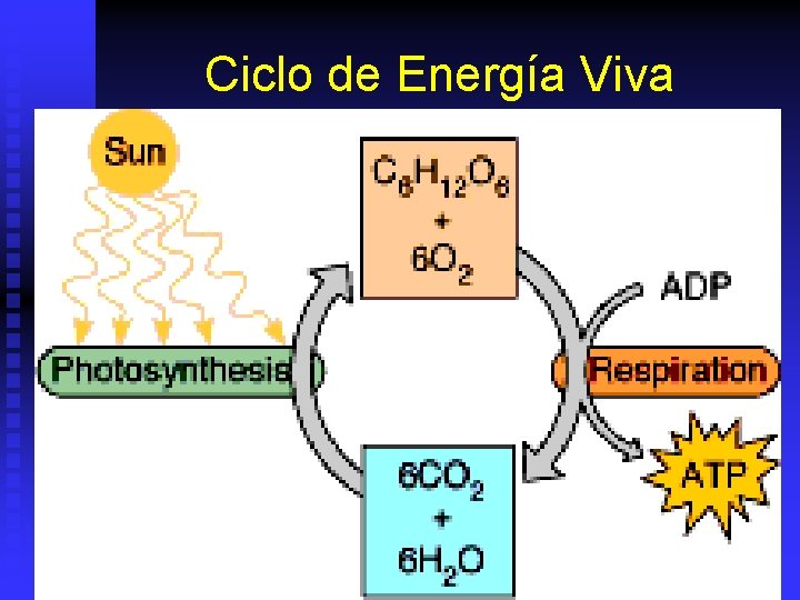 Ciclo de Energía Viva 