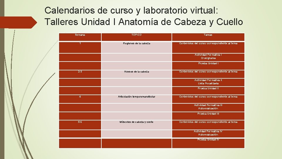 Calendarios de curso y laboratorio virtual: Talleres Unidad I Anatomía de Cabeza y Cuello
