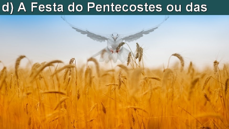d) A Festa do Pentecostes ou das Semanas: 