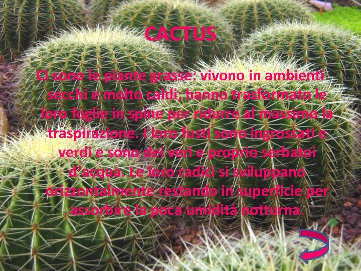 CACTUS Ci sono le piante grasse: vivono in ambienti secchi e molto caldi; hanno