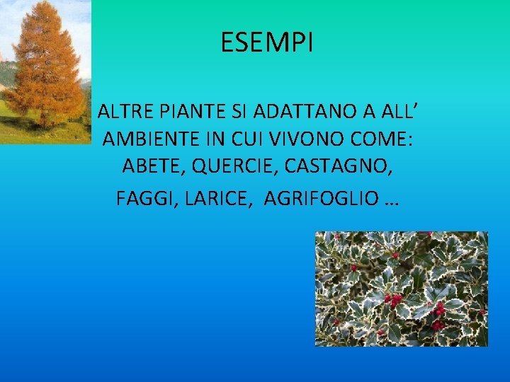 ESEMPI ALTRE PIANTE SI ADATTANO A ALL’ AMBIENTE IN CUI VIVONO COME: ABETE, QUERCIE,