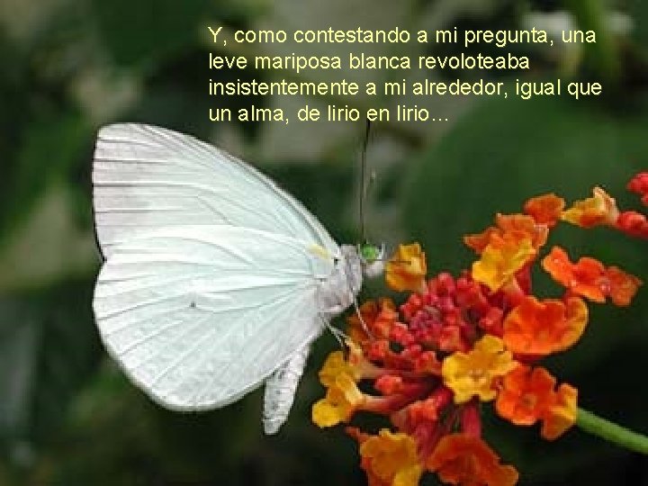 Y, como contestando a mi pregunta, una leve mariposa blanca revoloteaba insistentemente a mi