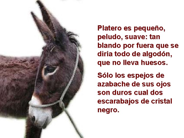 Platero es pequeño, peludo, suave: tan blando por fuera que se diría todo de