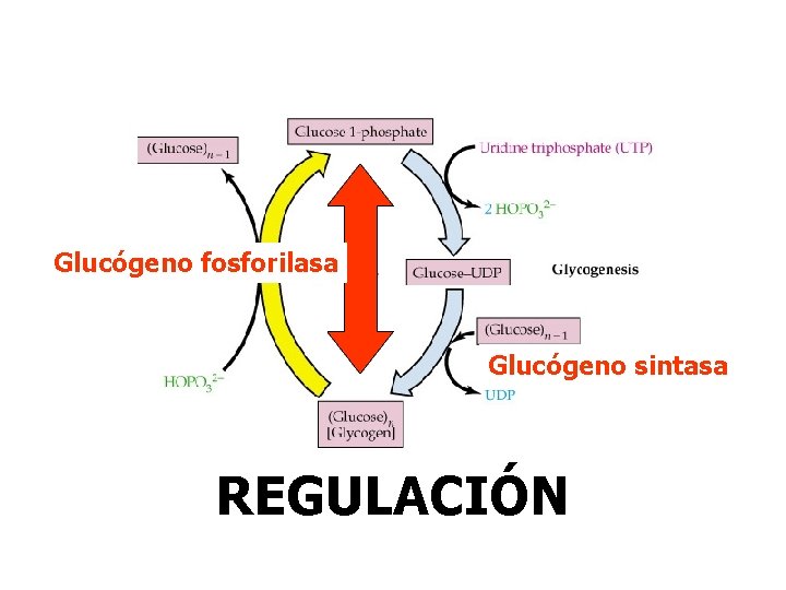 Glucógeno fosforilasa Glucógeno sintasa REGULACIÓN Glucógeno fosforilasa Glucógeno sintasa REGULACIÓN