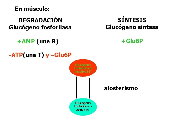 En músculo: SÍNTESIS Glucógeno sintasa DEGRADACIÓN Glucógeno fosforilasa +Glu 6 P +AMP (une R) En músculo: SÍNTESIS Glucógeno sintasa DEGRADACIÓN Glucógeno fosforilasa +Glu 6 P +AMP (une R)