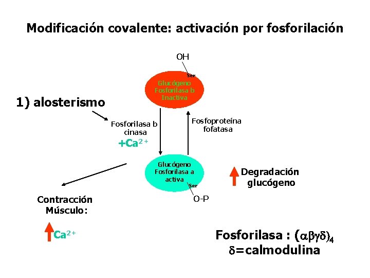 Modificación covalente: activación por fosforilación OH Ser Glucógeno Fosforilasa b Inactiva 1) alosterismo Fosforilasa