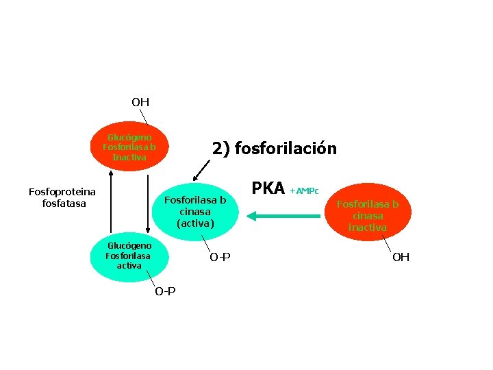 OH Glucógeno Fosforilasa b Inactiva Fosfoproteina fosfatasa 2) fosforilación Fosforilasa b cinasa (activa) Glucógeno