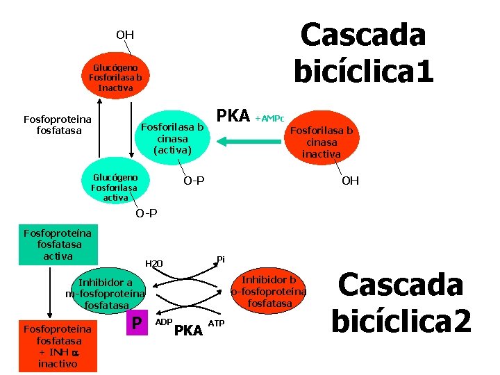 Cascada bicíclica 1 OH Glucógeno Fosforilasa b Inactiva Fosfoproteina fosfatasa Fosforilasa b cinasa (activa) Cascada bicíclica 1 OH Glucógeno Fosforilasa b Inactiva Fosfoproteina fosfatasa Fosforilasa b cinasa (activa)