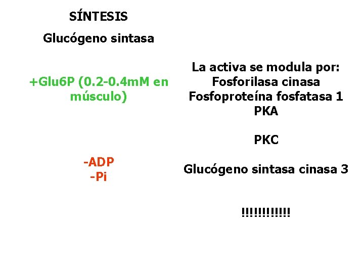SÍNTESIS Glucógeno sintasa +Glu 6 P (0. 2 -0. 4 m. M en músculo) SÍNTESIS Glucógeno sintasa +Glu 6 P (0. 2 -0. 4 m. M en músculo)