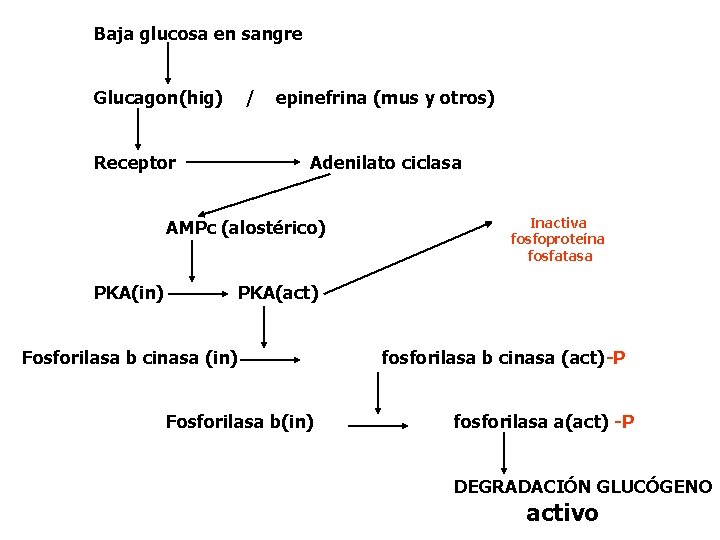 Baja glucosa en sangre Glucagon(hig) / Receptor epinefrina (mus y otros) Adenilato ciclasa AMPc