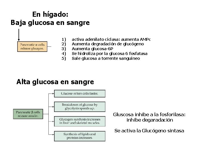 En hígado: Baja glucosa en sangre 1) 2) 3) 4) 5) activa adenilato ciclasa:
