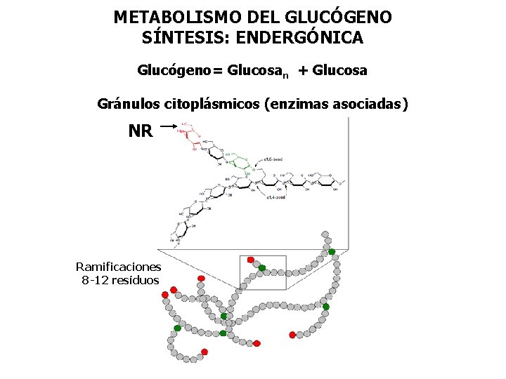 METABOLISMO DEL GLUCÓGENO SÍNTESIS: ENDERGÓNICA Glucógeno= Glucosan + Glucosa Gránulos citoplásmicos (enzimas asociadas) NR