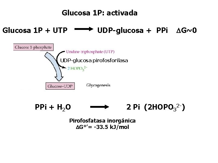 Glucosa 1 P: activada Glucosa 1 P + UTP UDP-glucosa + PPi DG~0 UDP-glucosa