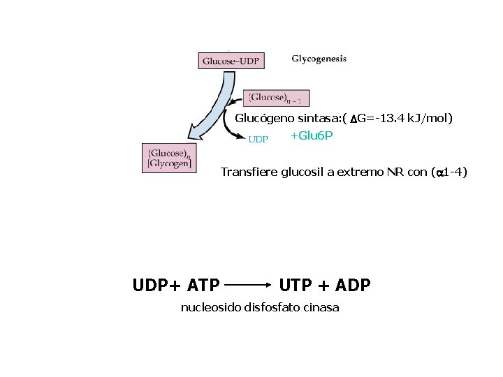 Glucógeno sintasa: ( DG=-13. 4 k. J/mol) +Glu 6 P Transfiere glucosil a extremo