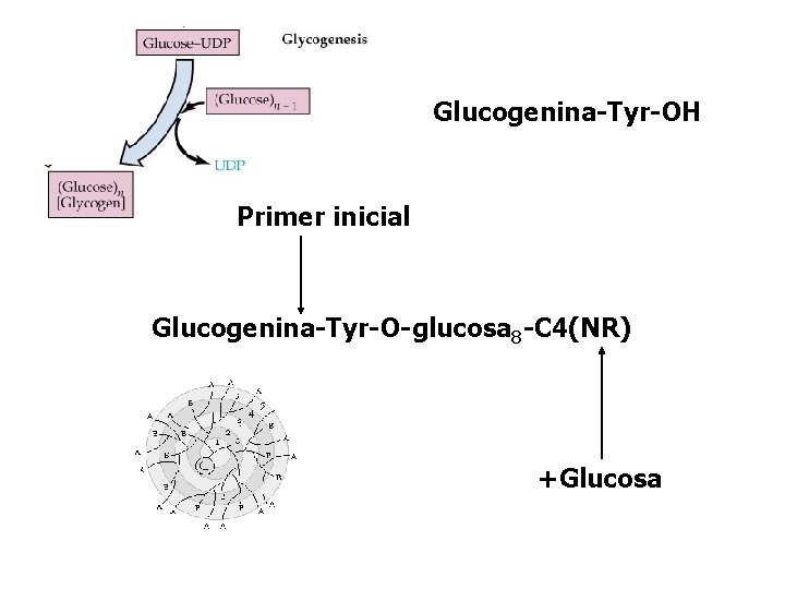 Glucogenina-Tyr-OH Primer inicial Glucogenina-Tyr-O-glucosa 8 -C 4(NR) +Glucosa 