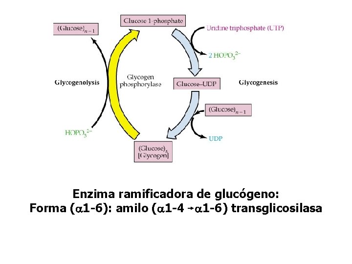 Enzima ramificadora de glucógeno: Forma (a 1 -6): amilo (a 1 -4 a 1