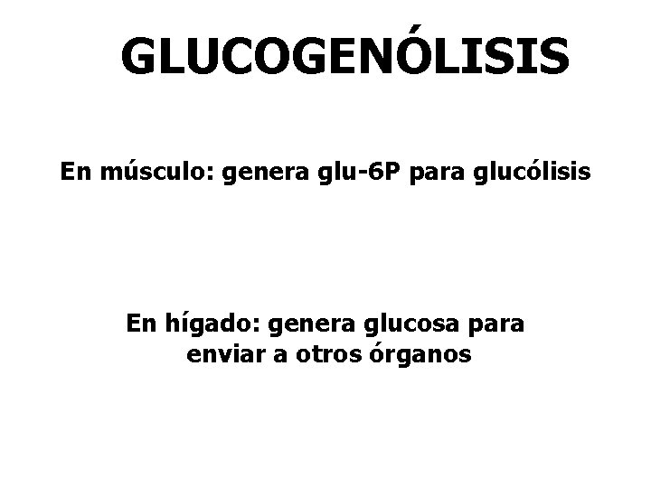 GLUCOGENÓLISIS En músculo: genera glu-6 P para glucólisis En hígado: genera glucosa para enviar GLUCOGENÓLISIS En músculo: genera glu-6 P para glucólisis En hígado: genera glucosa para enviar