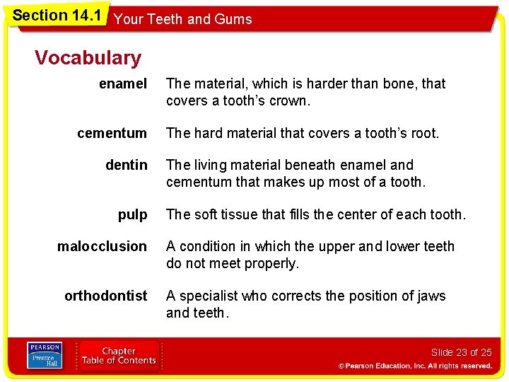 Section 14. 1 Your Teeth and Gums Vocabulary enamel cementum dentin pulp malocclusion orthodontist