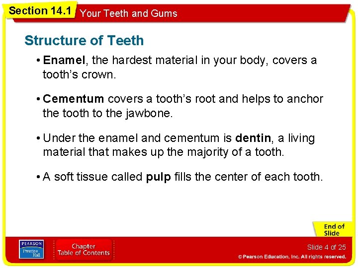 Section 14. 1 Your Teeth and Gums Structure of Teeth • Enamel, the hardest