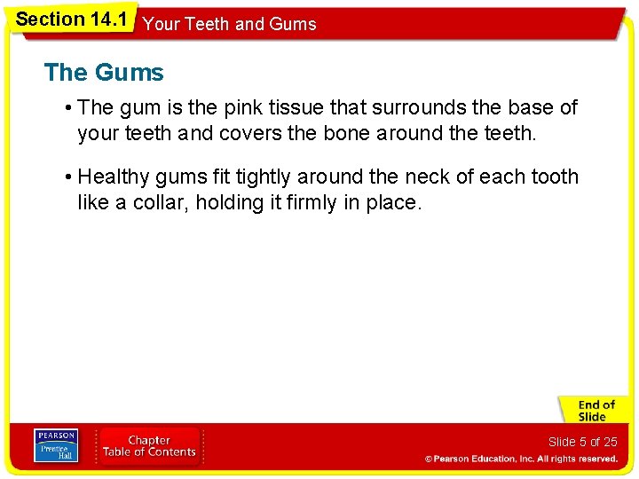 Section 14. 1 Your Teeth and Gums The Gums • The gum is the