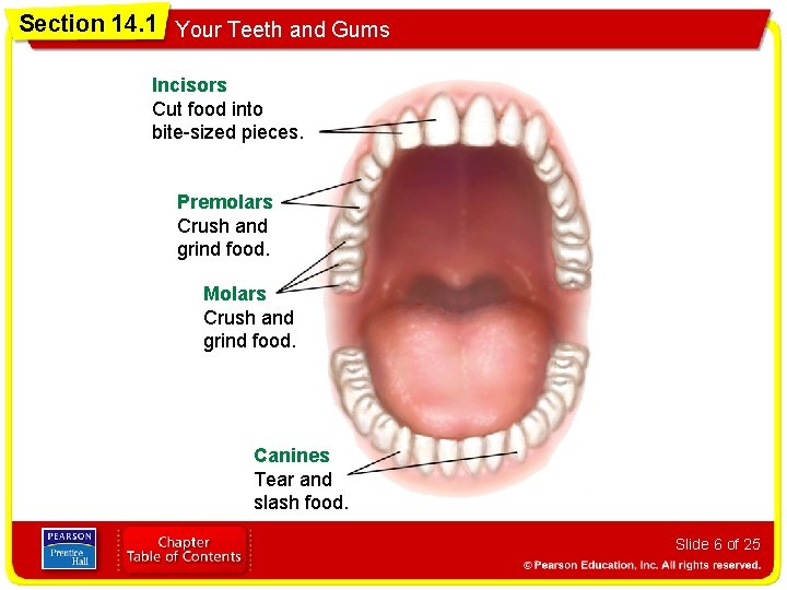 Section 14. 1 Your Teeth and Gums Incisors Cut food into bite-sized pieces. Premolars