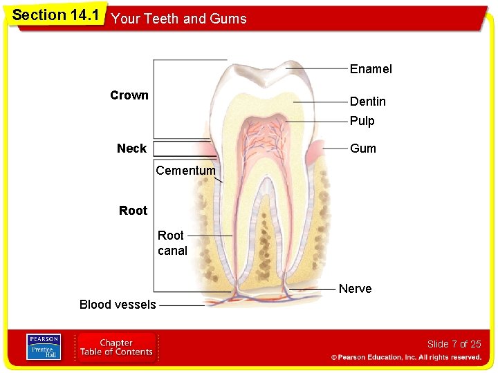 Section 14. 1 Your Teeth and Gums Enamel Crown Dentin Pulp Gum Neck Cementum