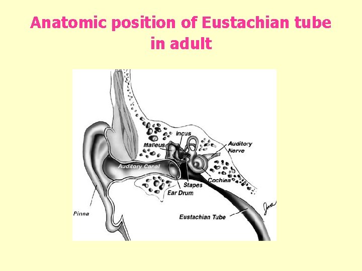 Anatomic position of Eustachian tube in adult 