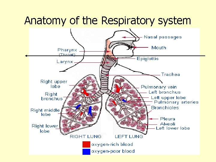 Anatomy of the Respiratory system 