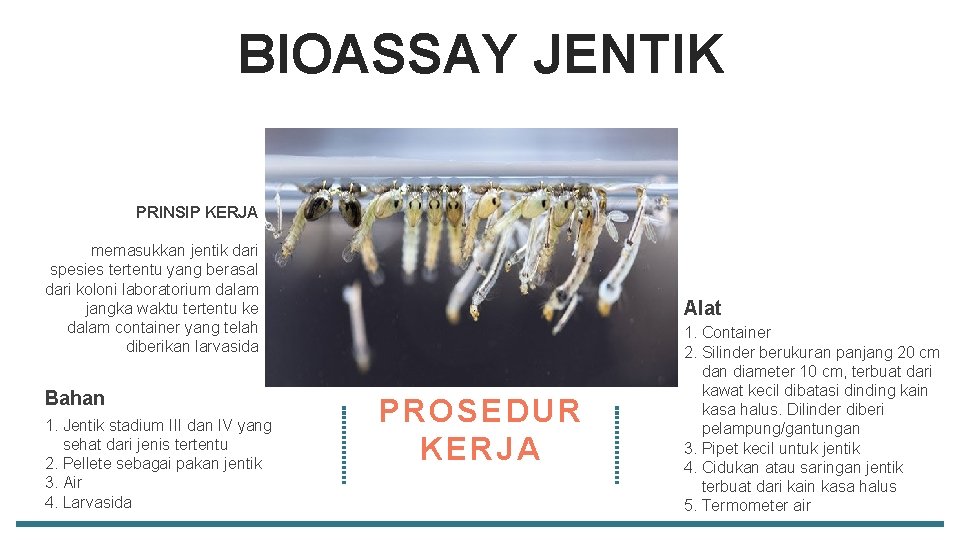 BIOASSAY JENTIK PRINSIP KERJA memasukkan jentik dari spesies tertentu yang berasal dari koloni laboratorium